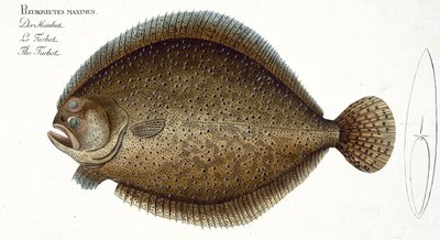 Turbot (Pleuronectes Maximus) plate XLIX from 